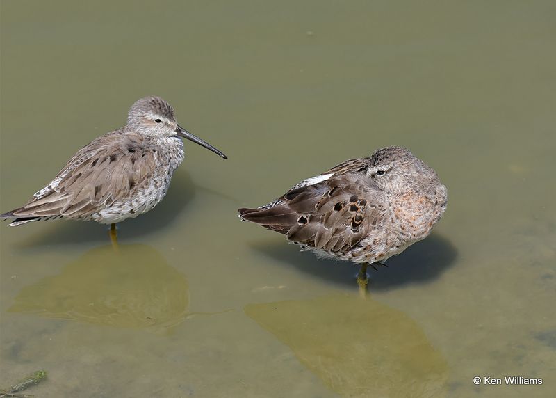 Long-billed Dowitcher & Stilt Sandpiper, Port Aransas, TX, 4_13_2023_0L0A9834.jpg