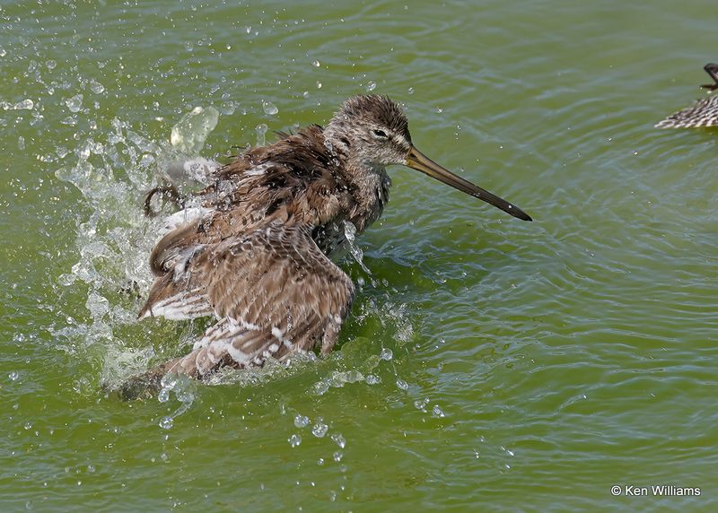 Long-billed Dowitcher, Port Aransas, TX, 4_13_2023a_0L0A0007.jpg