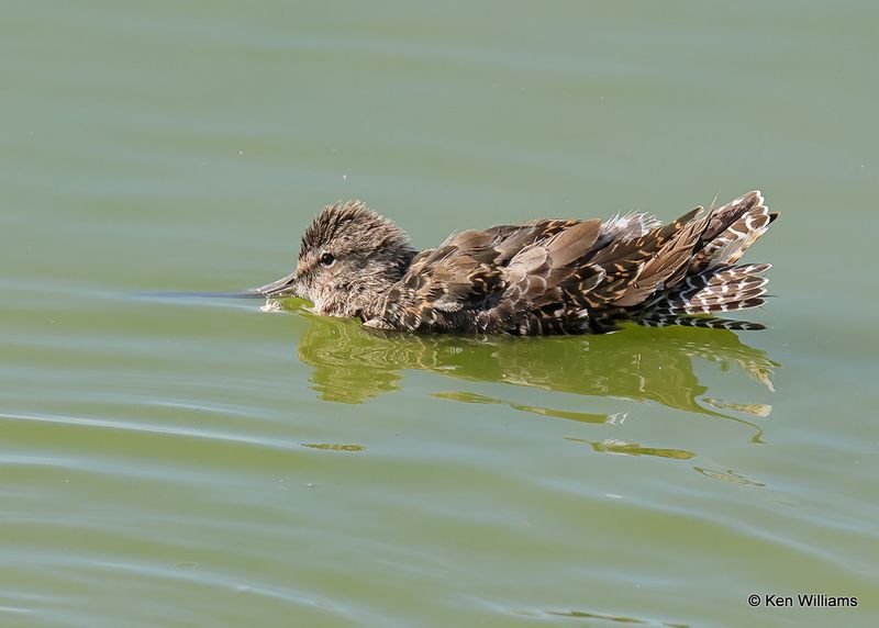 Long-billed Dowitcher, Port Aransas, TX, 4_13_2023a_0L0A0177.jpg