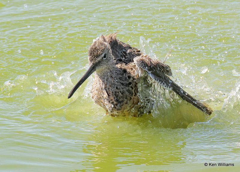 Long-billed Dowitcher, Port Aransas, TX, 4_13_2023a_0L0A0190.jpg