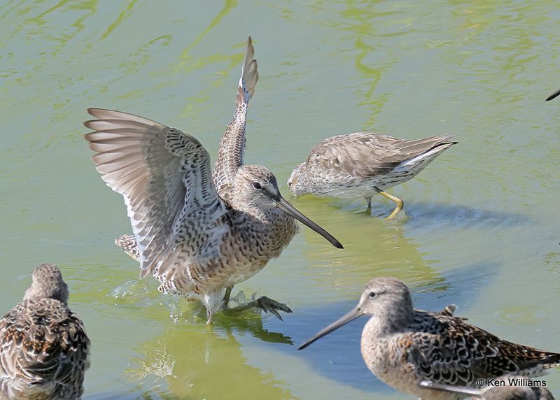 Long-billed Dowitcher, Port Aransas, TX, 4_13_2023a_0L0A0238.jpg