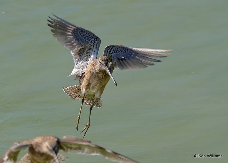 Long-billed Dowitcher, Port Aransas, TX, 4_13_2023a_0L0A0277.jpg