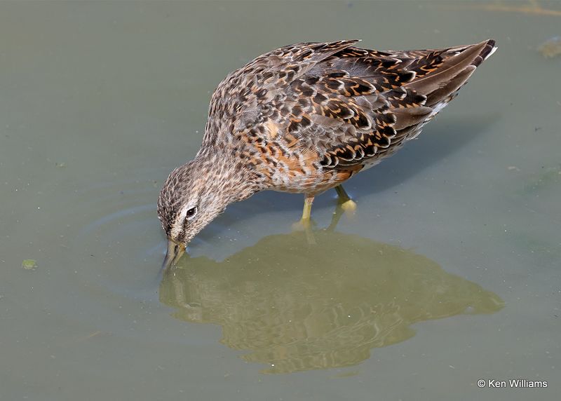Long-billed Dowitcher, Port Aransas, TX, 4_13_2023a_0L0A0346.jpg