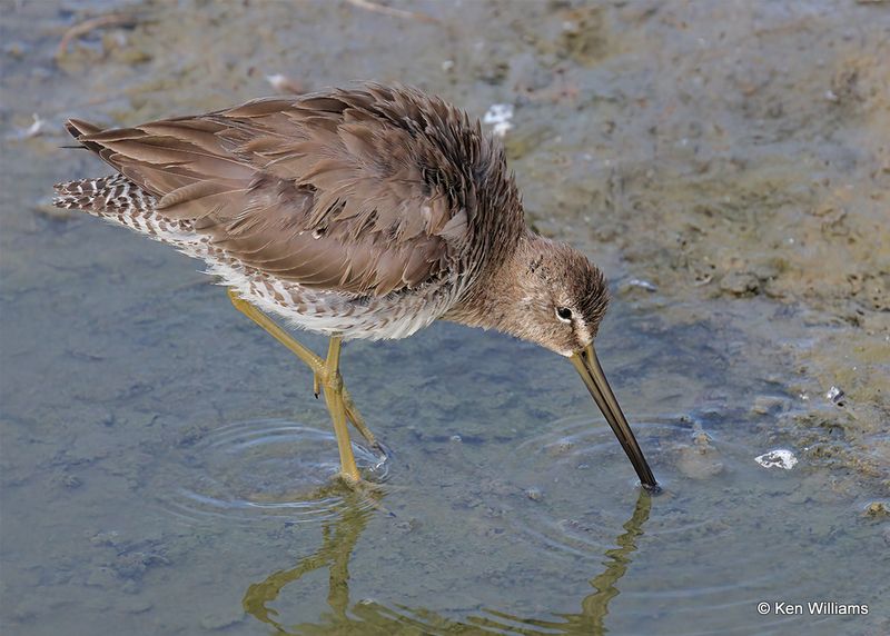 Long-billed Dowitcher, Port Aransas, TX, 4_13_2023a_0L0A0665.jpg
