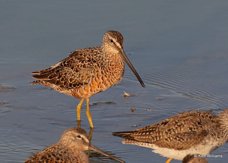 Long-billed Dowitcher, Port Aransas, TX, 4_13_2023a_0L0A0806.jpg