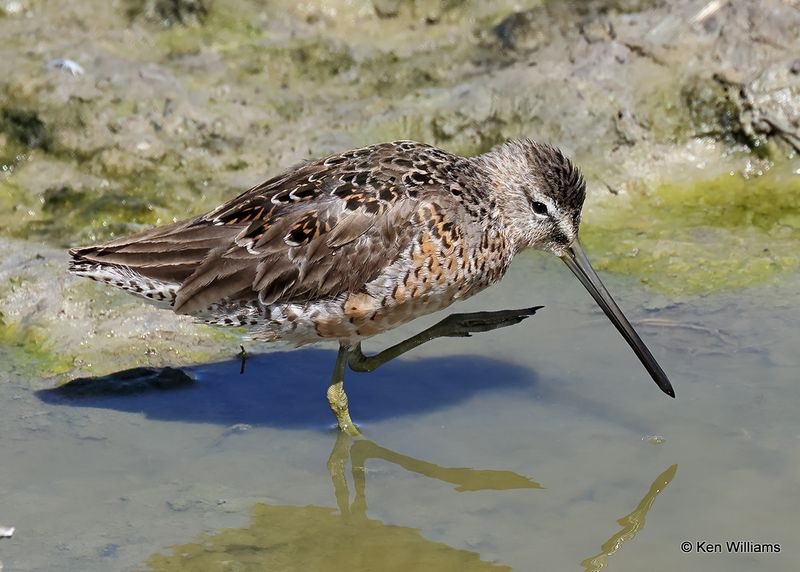Long-billed Dowitcher, Port Aransas, TX, 4_13_2023a_0L0A9867.jpg