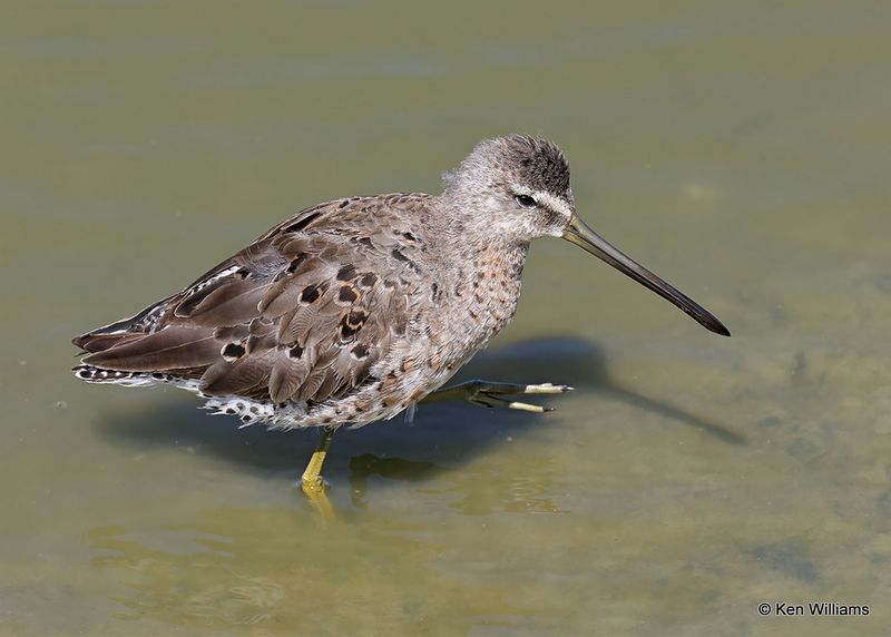 Long-billed Dowitcher, Port Aransas, TX, 4_13_2023a_0L0A9891.jpg
