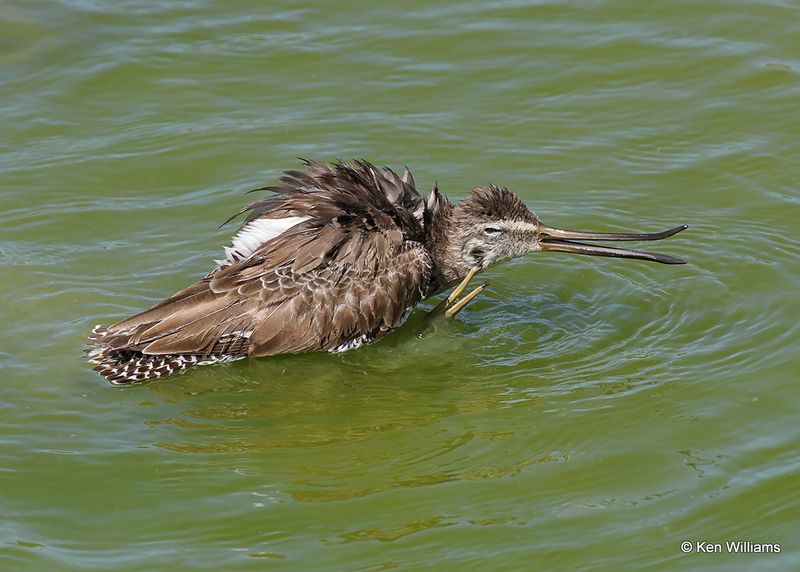 Long-billed Dowitcher, Port Aransas, TX, 4_13_2023a_0L0A9996.jpg