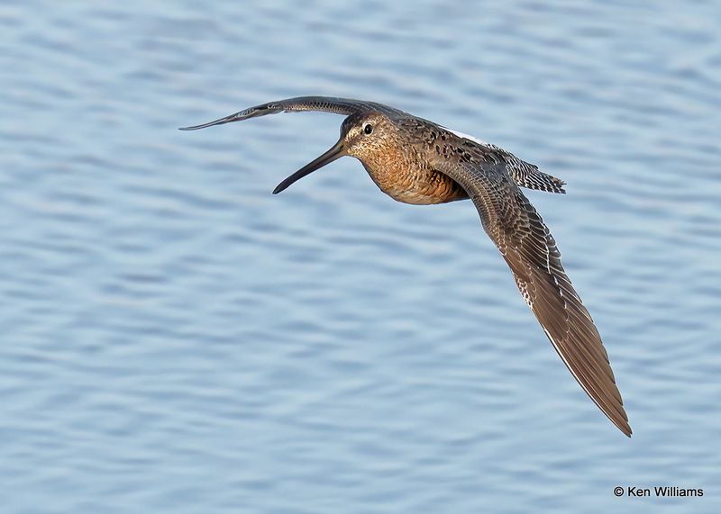 Long-billed Dowitcher, Port Aransas, TX, 4_14_2023a_0L0A1511.jpg