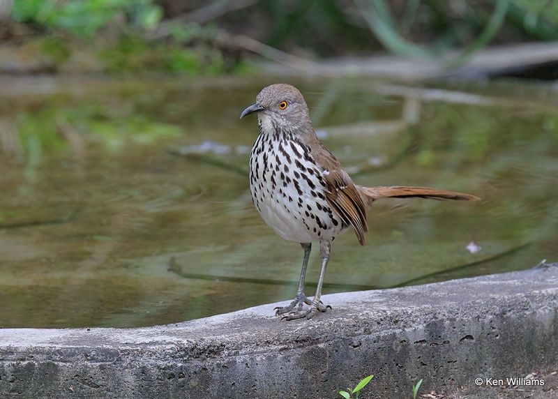 Long-billed Thrasher, Laguna Vista, TX, 4_9_2023_0L0A3328.jpg