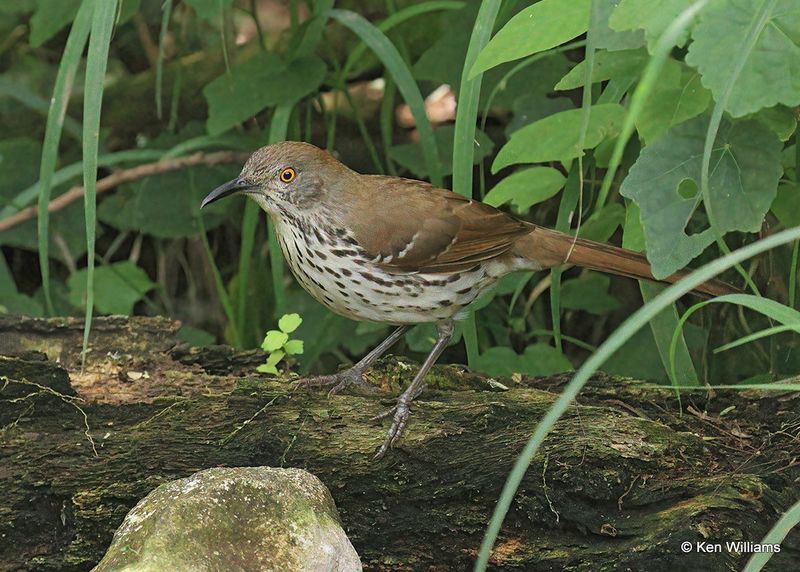 Long-billed Thrasher