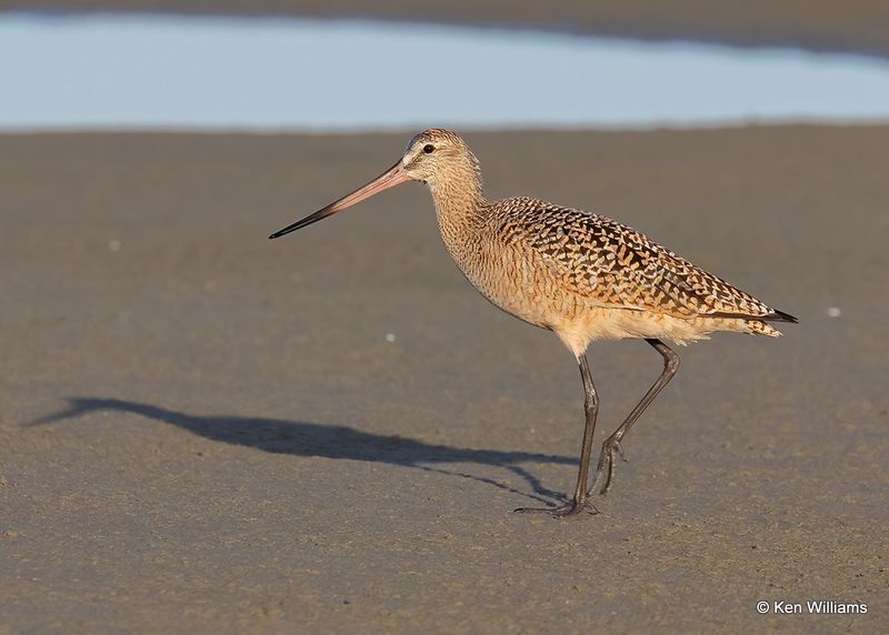 Marbled Godwit, S. Padre Island, TX, 4_13_2023a_0L0A8952.jpg