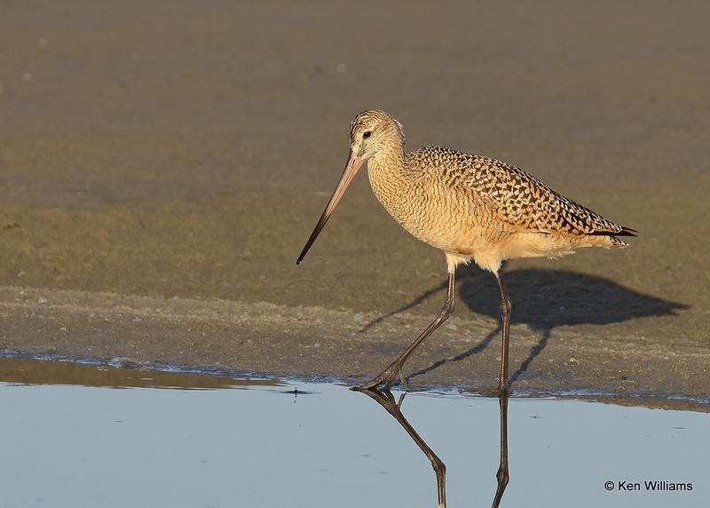 Marbled Godwit, S. Padre Island, TX, 4_13_2023a_0L0A8977.jpg