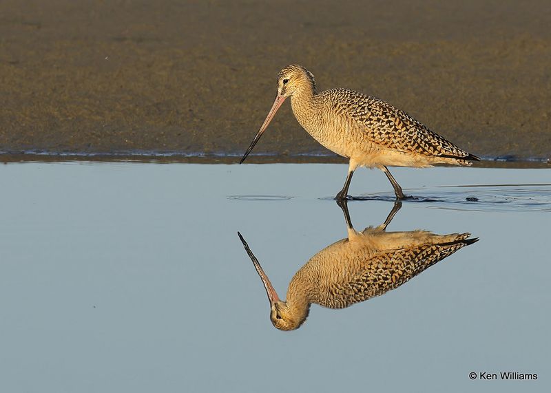 Marbled Godwit, S. Padre Island, TX, 4_13_2023a_0L0A8998.jpg