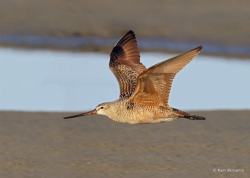 Marbled Godwit, S. Padre Island, TX, 4_13_2023a_0L0A9067.jpg