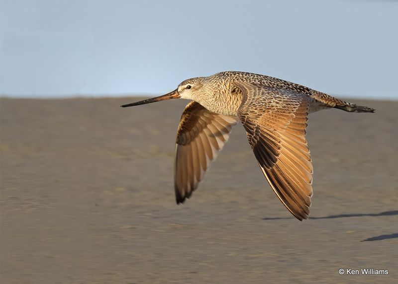 Marbled Godwit, S. Padre Island, TX, 4_13_2023a_0L0A9068.jpg