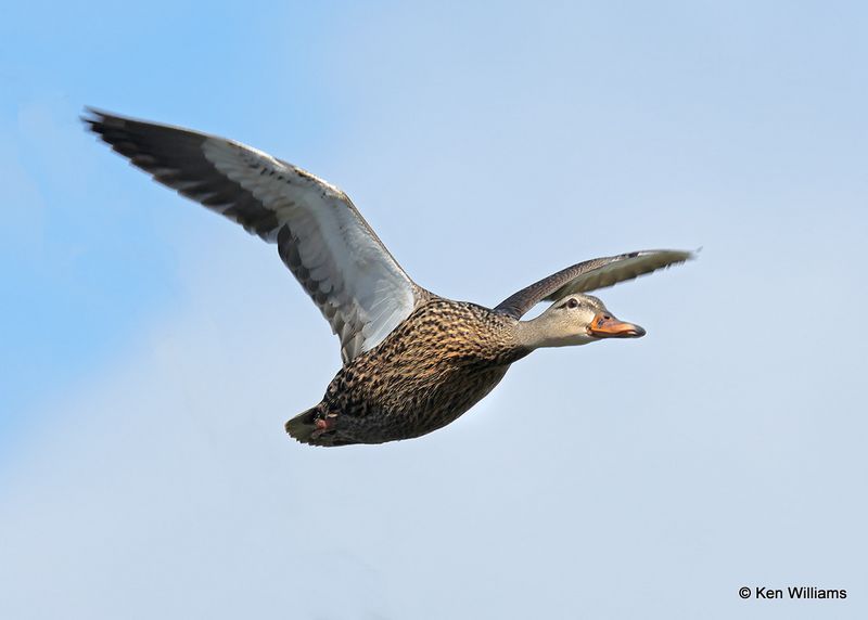 Mottled Duck female, S. Padre Island, TX, 4_12_2023a_0L0A8578.jpg