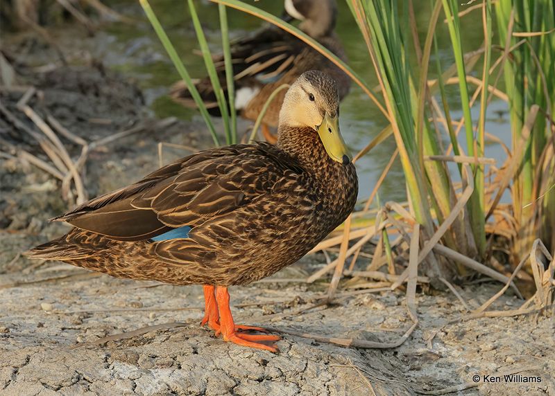 Mottled Duck male, Port Aransas, TX, 4_13_2023a_0L0A0734.jpg