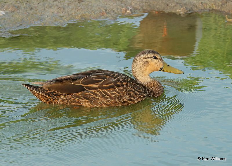 Mottled Duck male, Port Aransas, TX, 4_13_2023a_0L0A0758.jpg