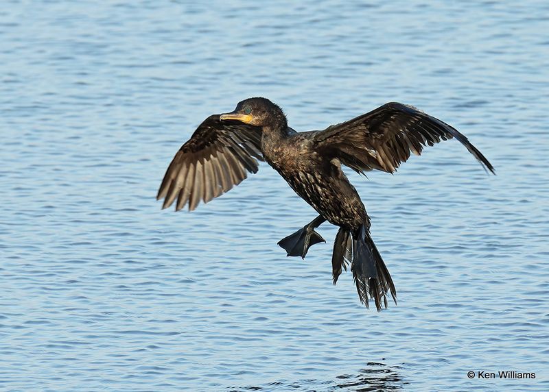 Neotropic Cormorant, Port Aransas, TX, 4_14_2023a_0L0A1549.jpg