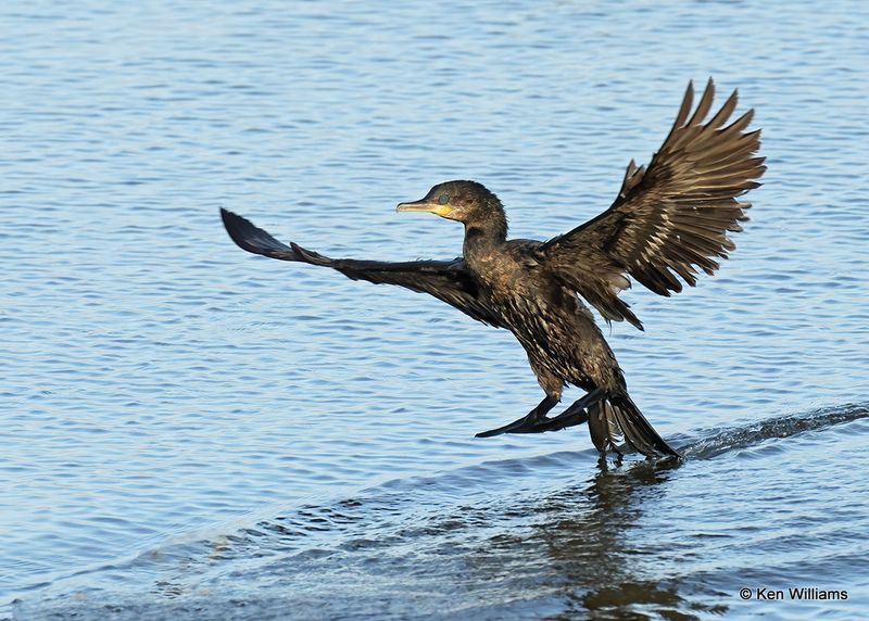 Neotropic Cormorant, Port Aransas, TX, 4_14_2023a_0L0A1553.jpg