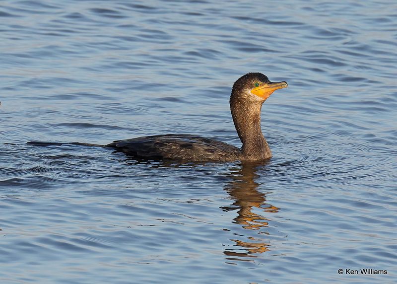 Neotropic Cormorant juvenile, Port Aransas, TX, 4_14_2023a_0L0A1581.jpg