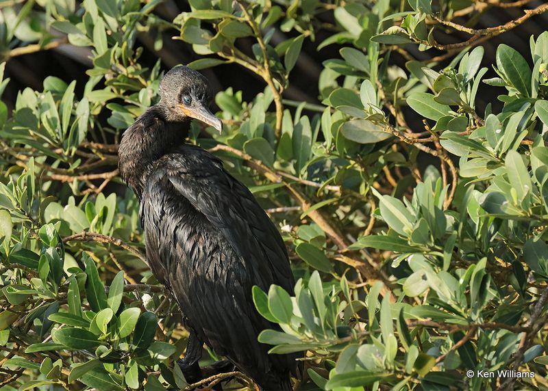 Neotropic Cormorant, S. Padre Island, TX, 4_11_2023a_0L0A5809.jpg