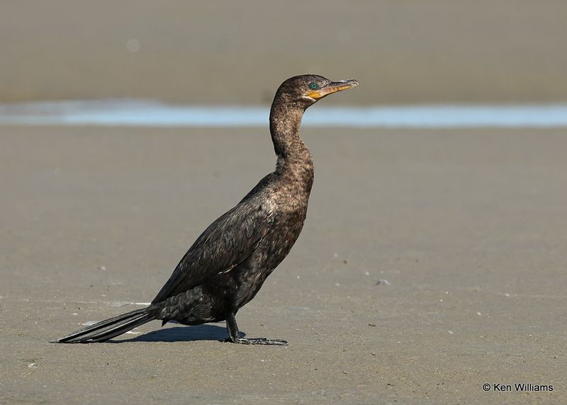 Neotropic Cormorant juvenile, S. Padre Island, TX, 4_12_2023a_0L0A7454.jpg