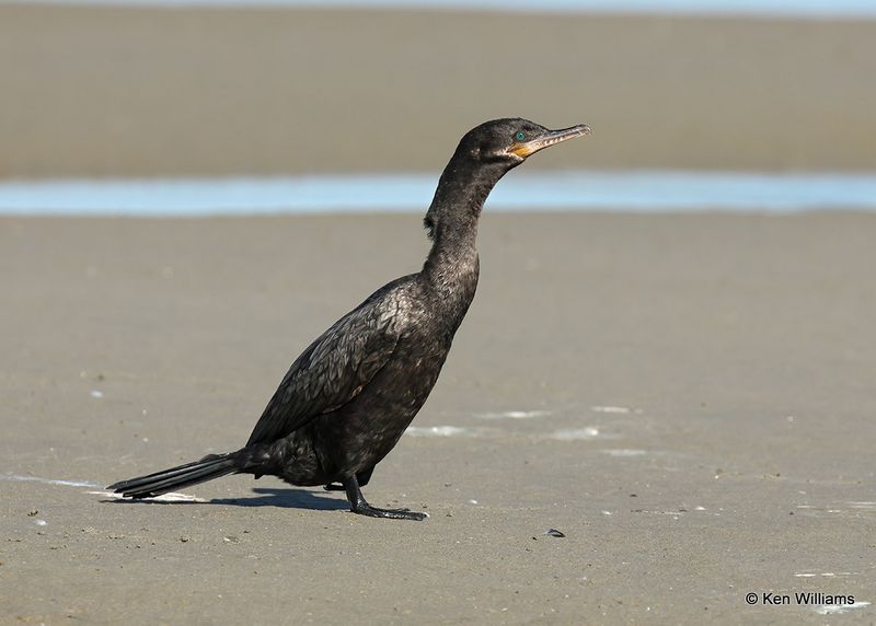 Neotropic Cormorant, S. Padre Island, TX, 4_12_2023a_0L0A7459.jpg