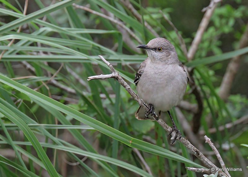Northern Mockingbird, Laguna Vista, TX, 4_9_2023a_0L0A3298.jpg