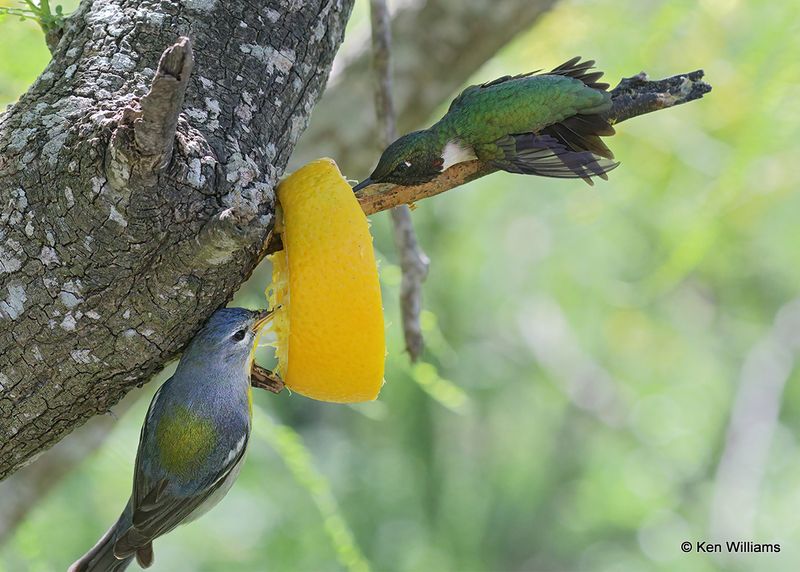 Northern Parula female & Ruby-throated Hummingbird male, S. Padre Island, TX, 4_12_2023a_0L0A8077.jpg