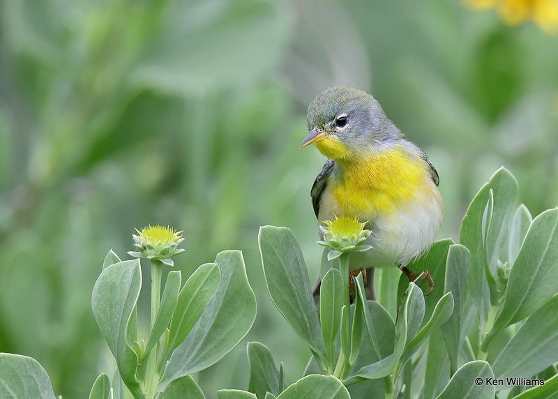 Northern Parula female, S. Padre Island, TX, 4_9_2023a_0L0A4570.jpg