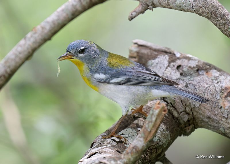 Northern Parula female, S. Padre Island, TX, 4_10_2023a_0L0A5271.jpg