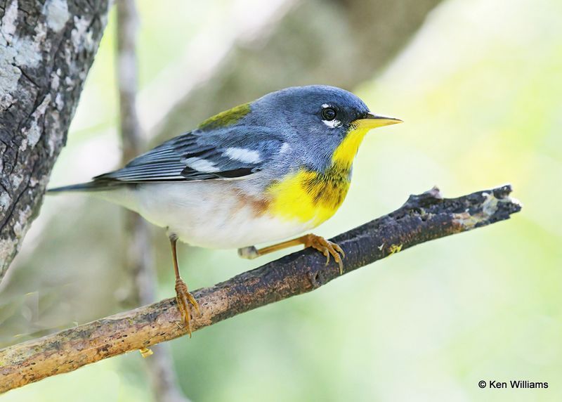 Northern Parula male, S. Padre Island, TX, 4_12_2023a_0L0A8179.jpg