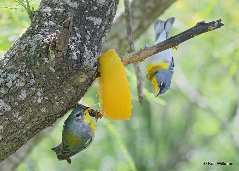 Northern Parula males, S. Padre Island, TX, 4_12_2023a_0L0A8141.jpg