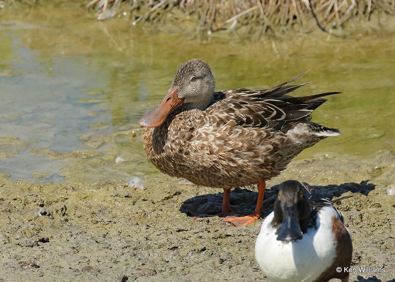 Northern Shoveler female, Port Aransas, TX, 4_13_2023a_0L0A0016.jpg