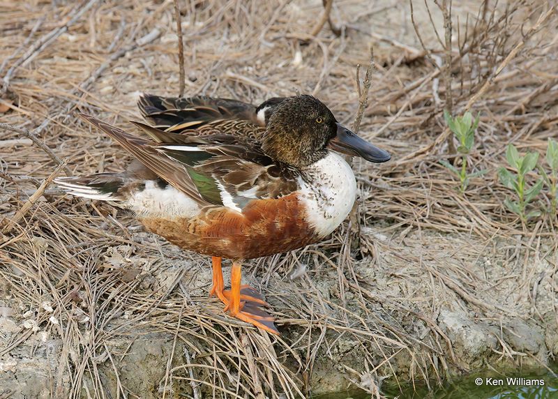 Northern Shoveler male, Port Aransas, TX, 4_13_2023a_0L0A0575.jpg