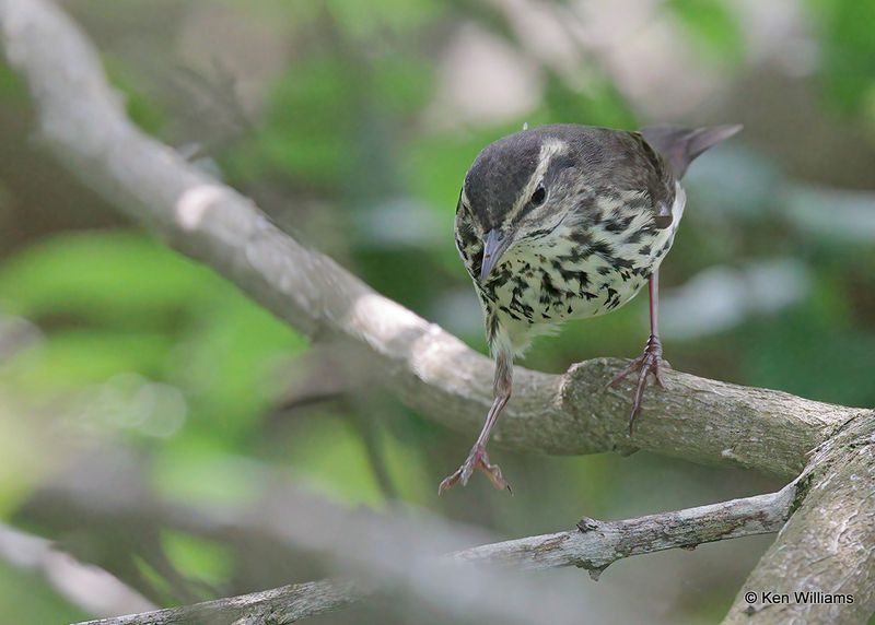 Northern Waterthrush, S. Padre Island, TX, 4_10_2023a_0L0A5456.jpg