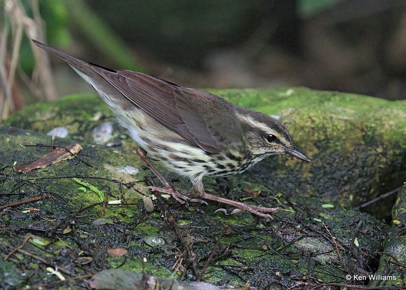 Northern Waterthrush, S. Padre Island, TX, 4_9_2023a_0L0A3961.jpg
