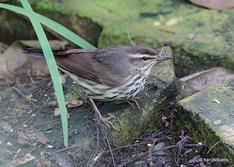 Northern Waterthrush, S. Padre Island, TX, 4_9_2023a_0L0A4043.jpg