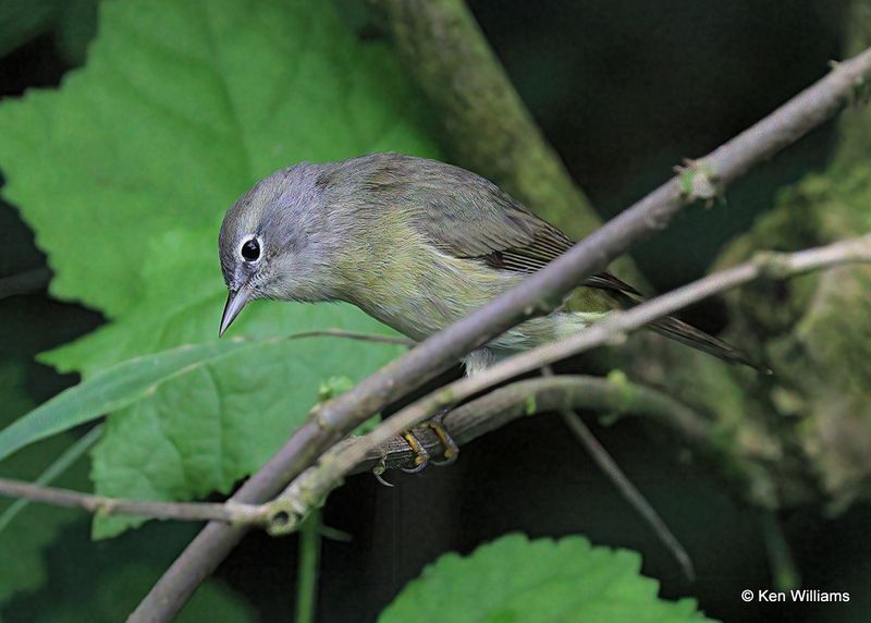 Orange-crowned Warbler, S. Padre Island, TX, 4_10_2023a_0L0A5087.jpg