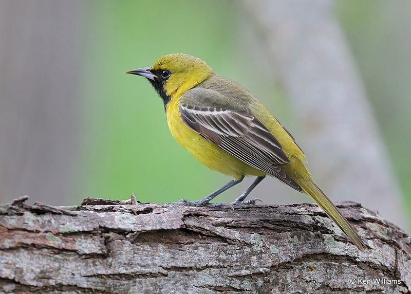 Orchard Oriole 1st year male, S. Padre Island, TX, 4_9_2023a_0L0A3399.jpg