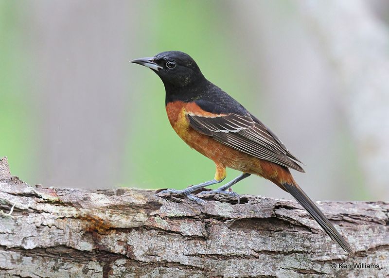 Orchard Oriole male, S. Padre Island, TX, 4_9_2023a_0L0A4381.jpg