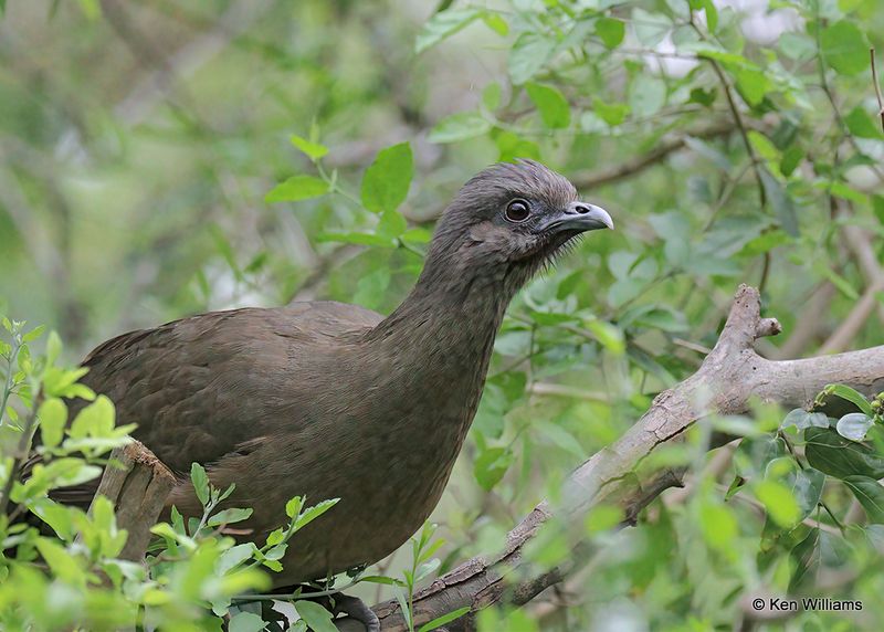 Plain Chachalaca Edinburg Scenic Wetlands, TX, 4_6_2023a.0L0A1639.jpg