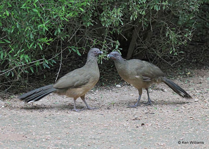 Plain Chachalaca Edinburg Scenic Wetlands, TX, 4_6_2023a_0L0A1793.jpg