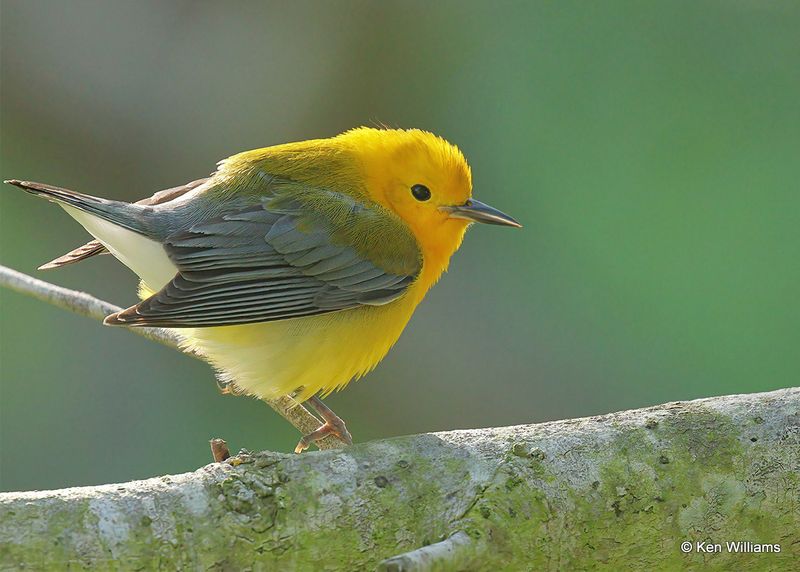 Prothonotary Warbler, S. Padre Island, TX, 4_11_2023a_0L0A5878.jpg