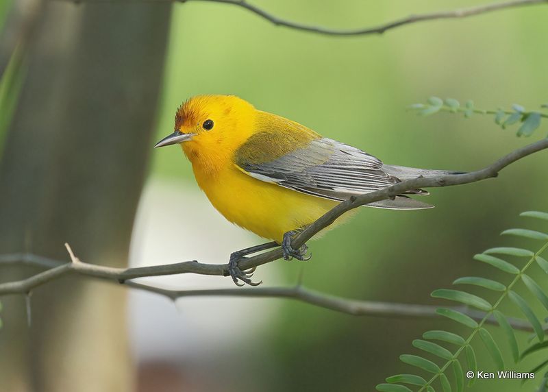 Prothonotary Warbler, S. Padre Island, TX, 4_11_2023a_0L0A6191.jpg