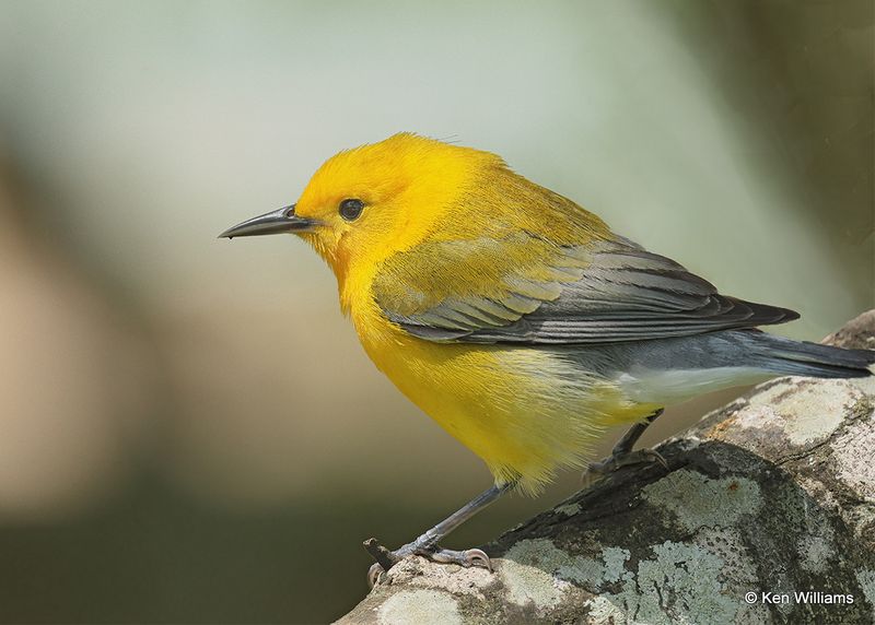 Prothonotary Warbler, S. Padre Island, TX, 4_11_2023a_0L0A6559.jpg