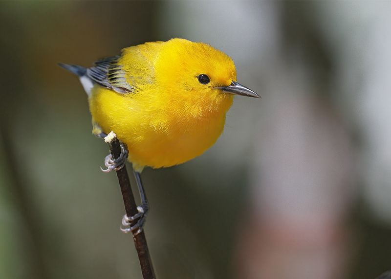 Prothonotary Warbler, S. Padre Island, TX, 4_11_2023a_0L0A6563.jpg