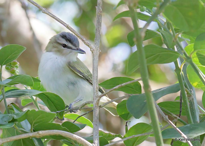 Red-eyed Vireo, S. Padre Island, TX, 4_11_2023a_0L0A6844.jpg